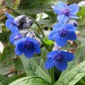 Adelocharium=Lindelofia anchusoides